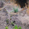 Plants: image 104 Of 208 Thumb